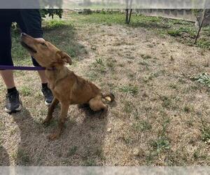 Shollie Dogs for adoption in San Martin, CA, USA