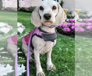 Cocker Spaniel-Havanese Mix Dogs for adoption in Newport Beach, CA, USA