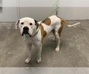 Bulloxer Dogs for adoption in Rosenberg, TX, USA
