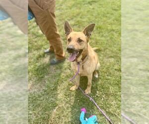 German Shepherd Dog-Unknown Mix Dogs for adoption in Louisville, KY, USA