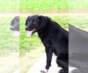 Borador Dogs for adoption in Evansville, IN, USA