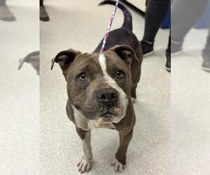 American Pit Bull Terrier Dogs for adoption in Camarillo, CA, USA