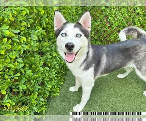 Siberian Husky Dogs for adoption in West Palm Beach, FL, USA