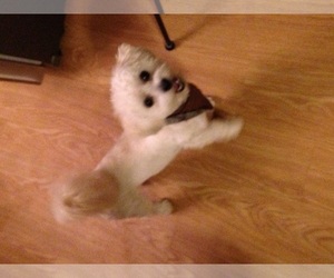 Medium Photo #1 Maltese Puppy For Sale in Boise, ID, USA