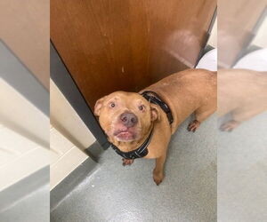 American Pit Bull Terrier Dogs for adoption in Lee's Summit, MO, USA