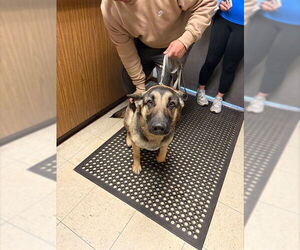 German Shepherd Dog Dogs for adoption in Stockton, CA, USA