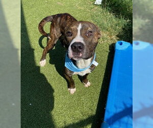 American Pit Bull Terrier-Unknown Mix Dogs for adoption in Pasadena, TX, USA