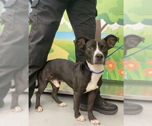 American Pit Bull Terrier-Unknown Mix Dogs for adoption in Waco, TX, USA