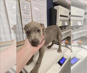 American Pit Bull Terrier-Unknown Mix Dogs for adoption in Conroe, TX, USA
