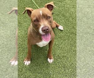 American Pit Bull Terrier Dogs for adoption in Fayetteville, NC, USA