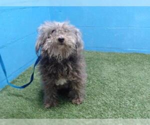 Poodle (Miniature) Dogs for adoption in Orlando, FL, USA