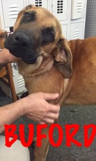 Mutt Dogs for adoption in Waycross, GA, USA