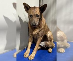 Mutt Dogs for adoption in San Antonio, TX, USA