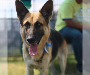 German Shepherd Dog Dogs for adoption in San Antonio, TX, USA