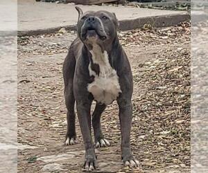 American Staffordshire Terrier-Unknown Mix Dogs for adoption in San Antonio, TX, USA