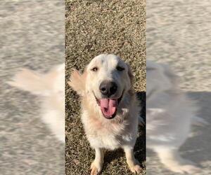Golden Pyrenees Dogs for adoption in Boston, MA, USA