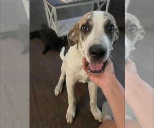 Great Pyredane Dogs for adoption in Alexander, AR, USA