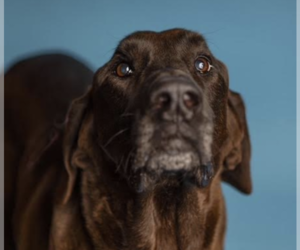 Great Dane-Labrador Retriever Mix Dogs for adoption in Thomasville, NC, USA