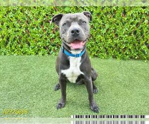 American Pit Bull Terrier Dogs for adoption in West Palm Beach, FL, USA