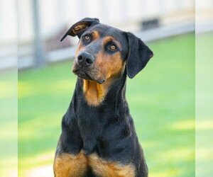 Black and Tan Coonhound Dogs for adoption in Camarillo, CA, USA