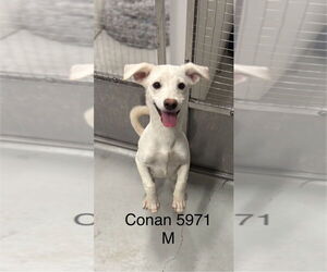 Mutt Dogs for adoption in Studio City, CA, USA