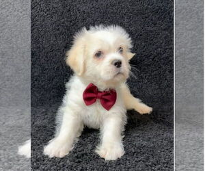 Mutt Dogs for adoption in Grafton, WI, USA