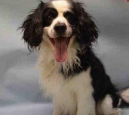 Cavalier King Charles Spaniel Dogs for adoption in Flushing, NY, USA