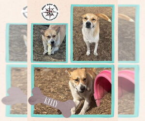 Mutt Dogs for adoption in Princeton, British Columbia, Canada
