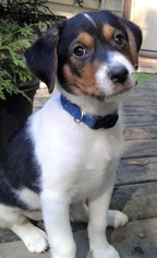 Small Labrador Retriever Mix