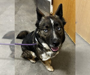 Gerberian Shepsky Dogs for adoption in Forestville, MD, USA