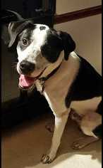 Sheprador Dogs for adoption in Glen Haven, WI, USA