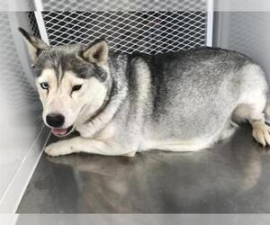 Siberian Husky Dogs for adoption in Bakersfield, CA, USA