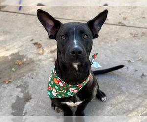 Mutt Dogs for adoption in Tulsa, OK, USA