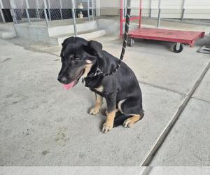 German Shepherd Dog-Unknown Mix Dogs for adoption in Texas City, TX, USA