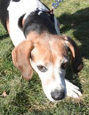Treeing Walker Coonhound Dogs for adoption in Hopkinton, MA, USA