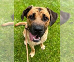 Mastiff Dogs for adoption in Woodland, CA, USA
