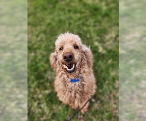 Poodle (Standard) Dogs for adoption in Catasauqua, PA, USA