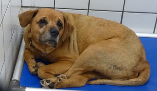 Boxweiler Dogs for adoption in Zanesville, OH, USA