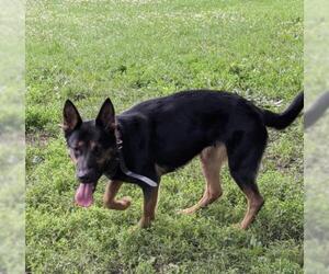 German Shepherd Dog-Unknown Mix Dogs for adoption in aurora, IL, USA
