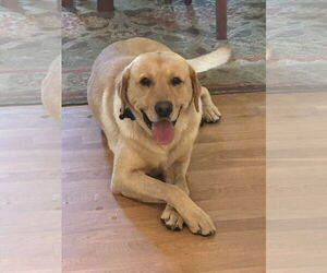 Labrador Retriever-Unknown Mix Dogs for adoption in Polson, MT, USA