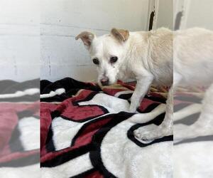 Chihuahua-Unknown Mix Dogs for adoption in Martinez, CA, USA