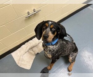 Bluetick Coonhound Dogs for adoption in Denver, CO, USA