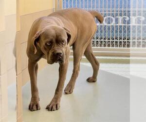Mastiff Dogs for adoption in Riverside, CA, USA