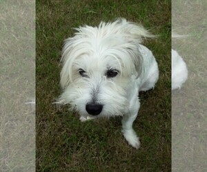 Maltese Dogs for adoption in Issaquah, WA, USA
