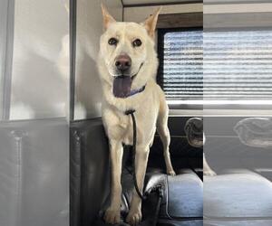 Akita-Huskies  Mix Dogs for adoption in Incline Village, NV, USA