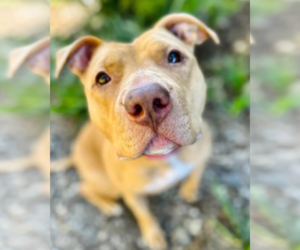 American Pit Bull Terrier Dogs for adoption in Petaluma, CA, USA