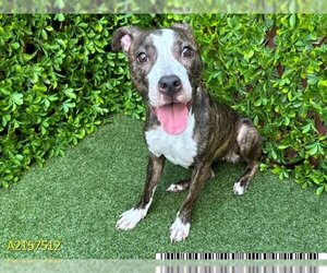 Plott Hound Dogs for adoption in West Palm Beach, FL, USA
