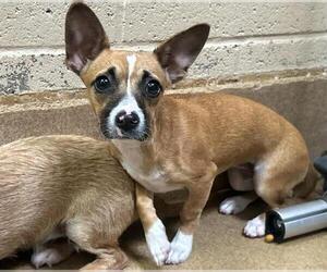 Mutt Dogs for adoption in Martinez, CA, USA