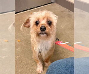 Poodle (Miniature)-Unknown Mix Dogs for adoption in Waterford, VA, USA