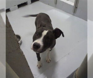 Mutt Dogs for adoption in Augusta, GA, USA